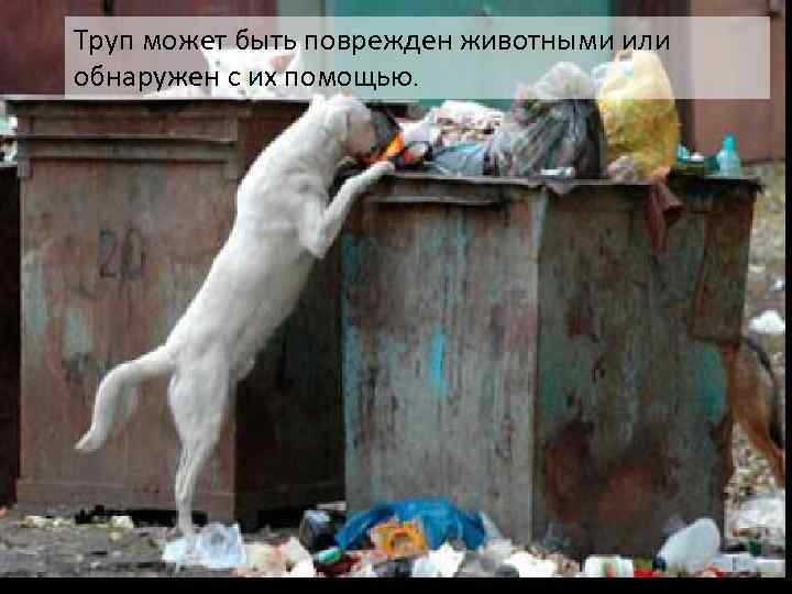 Труп может быть поврежден животными или обнаружен с их помощью. 