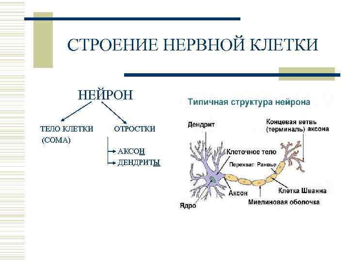 Схема строения нервной клетки