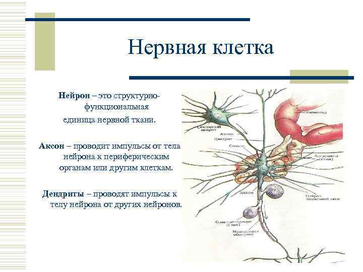 Сколько нейронов в теле этого червя. Аксон на клетке нейрона. По аксону Импульс проводится к телу нервной клетки. Импульс аксона от тела нейрона. Аксон проводит Импульс.