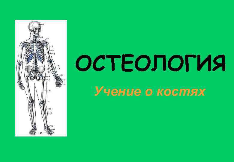 ОСТЕОЛОГИЯ Учение о костях 