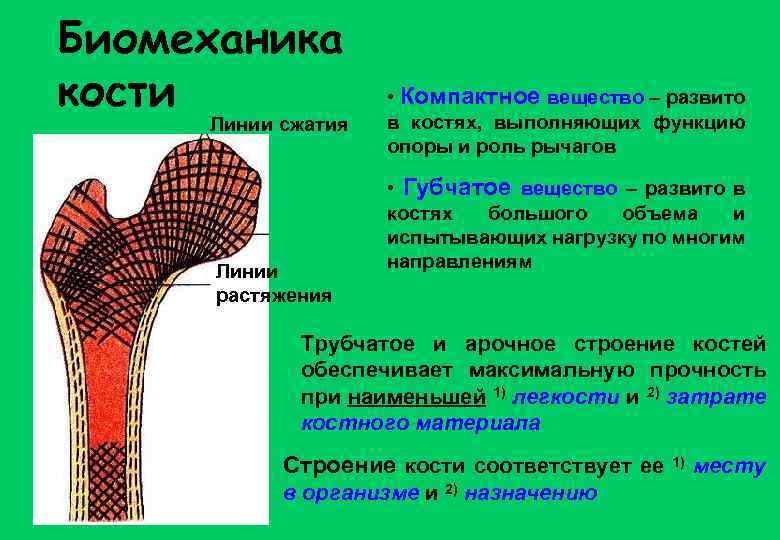 Биомеханика кости Линии сжатия Линии растяжения • Компактное вещество – развито в костях, выполняющих