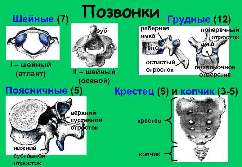Шейные (7) Позвонки Грудные (12) реберная ямка зуб тело I – шейный (атлант) II