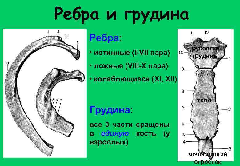 Ребра и грудина Ребра: • истинные (I-VII пара) рукоятка грудины • ложные (VIII-X пара)