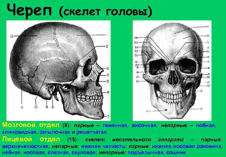 Череп (скелет головы) Мозговой отдел (8): парные – теменная, височная; непарные – лобная, клиновидная,