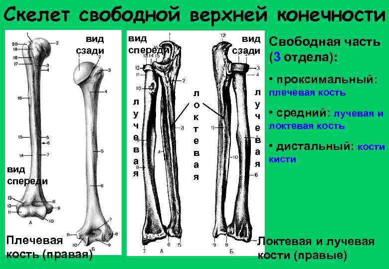 Скелет свободной верхней конечности вид сзади вид спереди вид сзади Свободная часть (3 отдела):