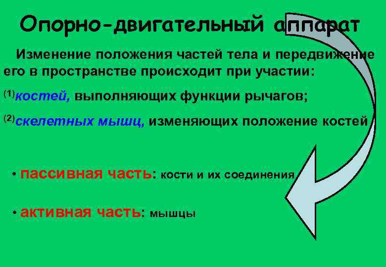 Опорно-двигательный аппарат Изменение положения частей тела и передвижение его в пространстве происходит при участии: