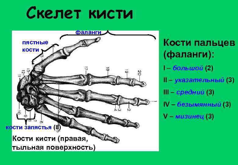 Скелет кисти фаланги пястные кости Кости пальцев (фаланги): I – большой (2) II –