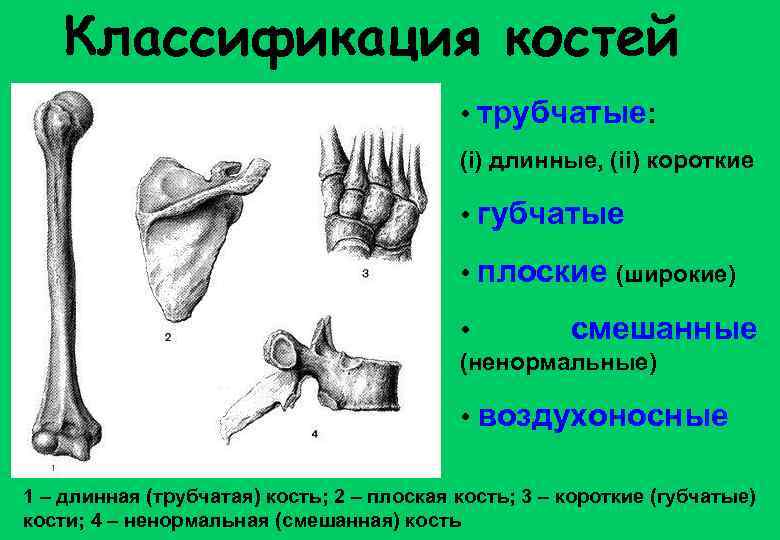 Какие виды костей. Трубчатые губчатые плоские смешанные воздухоносные кости. Кости конечностей губчатые трубчатые. Классификация костей трубчатые губчатые.