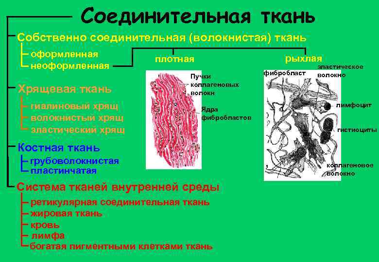 Соединительная ткань Собственно соединительная (волокнистая) ткань оформленная неоформленная Хрящевая ткань гиалиновый хрящ волокнистый хрящ