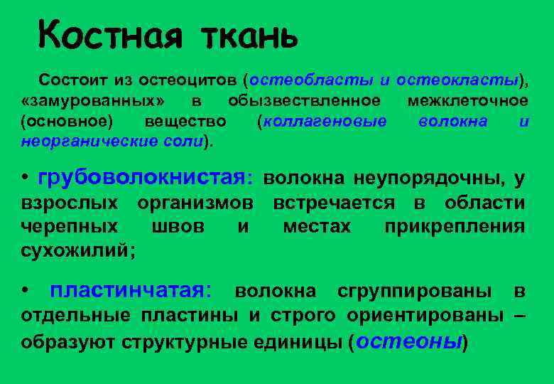 Костная ткань Состоит из остеоцитов (остеобласты и остеокласты), «замурованных» в обызвествленное межклеточное (основное) вещество