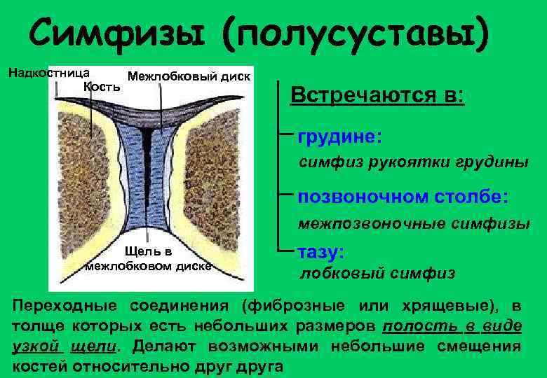 Симфизы (полусуставы) Надкостница Межлобковый диск Кость Встречаются в: грудине: симфиз рукоятки грудины позвоночном столбе: