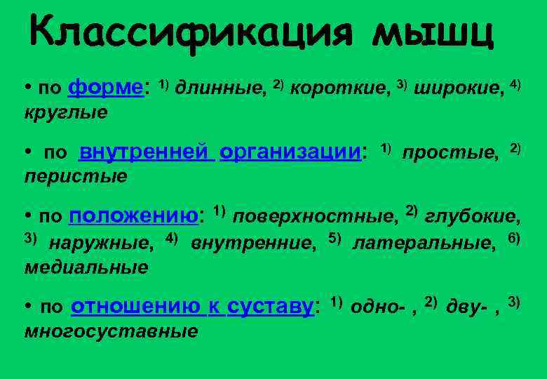 Классификация мышц • по форме: 1) длинные, 2) короткие, 3) широкие, 4) круглые •