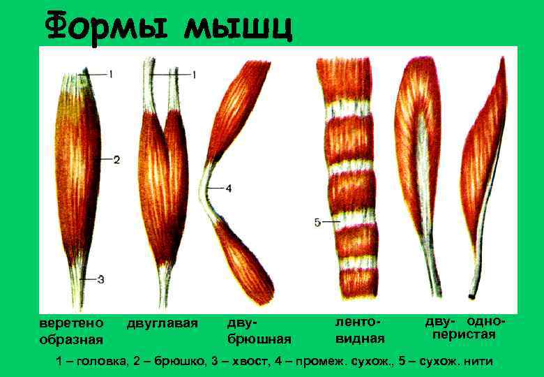 Формы мышц веретено образная двуглавая двубрюшная лентовидная дву- одноперистая 1 – головка, 2 –