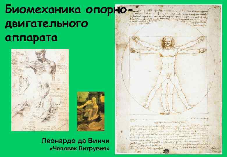 Биомеханика опорнодвигательного аппарата Леонардо да Винчи «Человек Витрувия» 