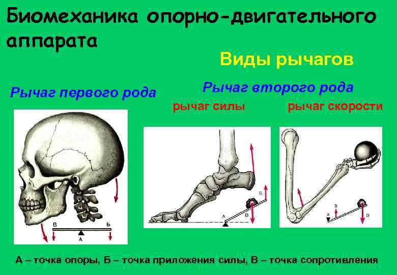 Биомеханика опорно-двигательного аппарата Виды рычагов Рычаг первого рода Рычаг второго рода рычаг силы рычаг