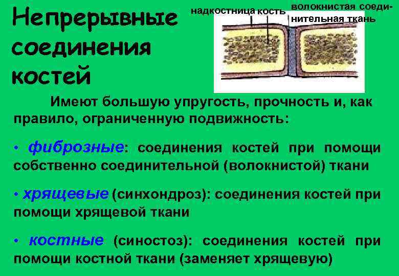 Непрерывные соединения костей надкостница кость волокнистая соединительная ткань Имеют большую упругость, прочность и, как