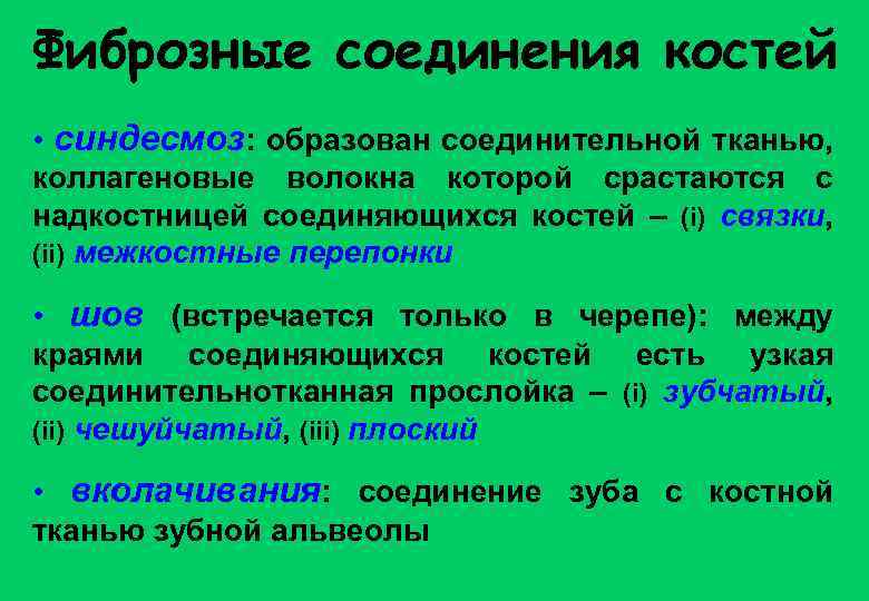 Фиброзные соединения костей • синдесмоз: образован соединительной тканью, коллагеновые волокна которой срастаются с надкостницей