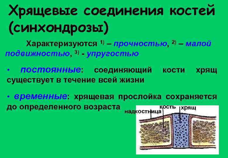 Хрящевые соединения костей (синхондрозы) Характеризуются 1) – прочностью, 2) – малой подвижностью, 3) -