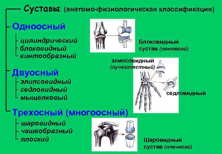 Суставы (анатомо-физиологическая классификация) Одноосный цилиндрический блоковидный винтообразный Двуосный Блоковидный сустав (локтевой) элипсовидный (лучезапястный) элипсовидный