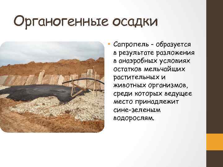 Органогенные осадки • Сапропель - образуется в результате разложения в анаэробных условиях остатков мельчайших