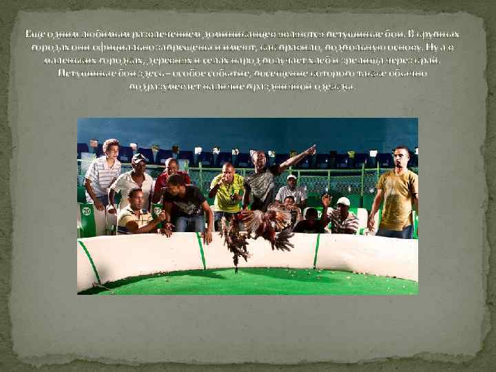 Еще одним любимым развлечением доминиканцев являются петушиные бои. В крупных городах они официально запрещены