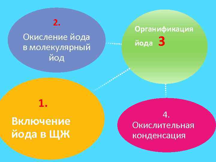 2. Окисление йода в молекулярный йод 1. Включение йода в ЩЖ Органификация йода 3