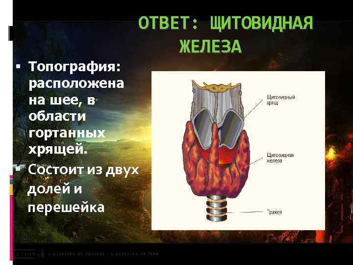  ОТВЕТ: ЩИТОВИДНАЯ ЖЕЛЕЗА Топография: расположена на шее, в области гортанных хрящей. Состоит из