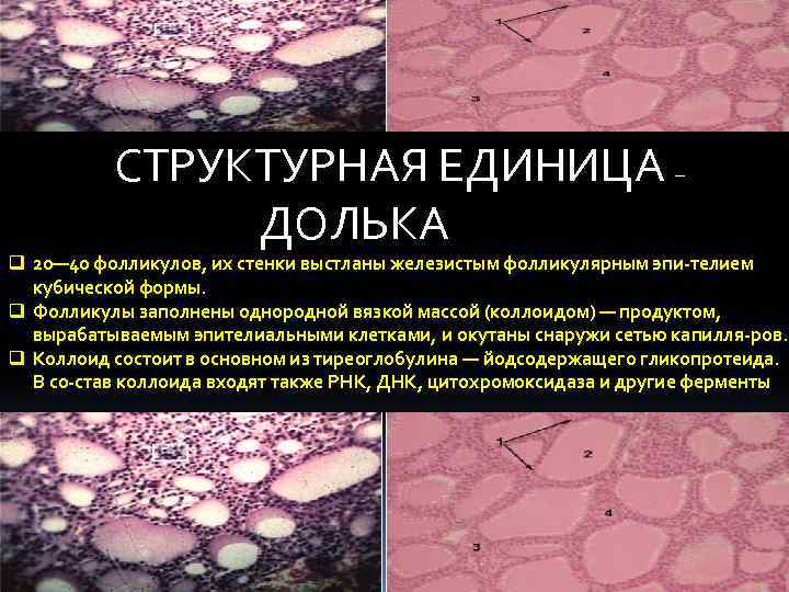  СТРУКТУРНАЯ ЕДИНИЦА – ДОЛЬКА q 20— 40 фолликулов, их стенки выстланы железистым фолликулярным