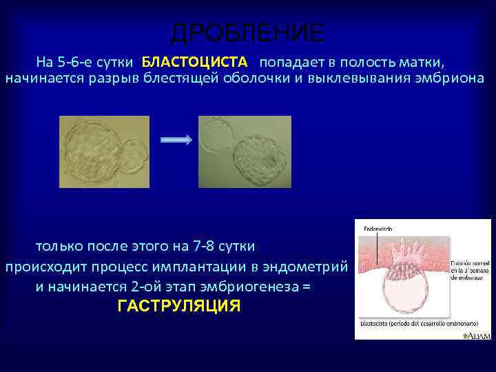 Имплантация в полости матки. Имплантация бластоцисты в эндометрий. Стадии имплантации бластоцисты. Полость бластоцисты. Этапы имплантации бластоцисты.