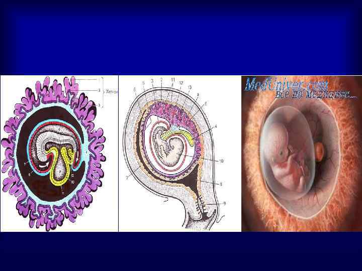 Эмбриогенез человека гистология презентация