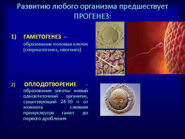 Схема сравнения прямого и непрямого развития организма