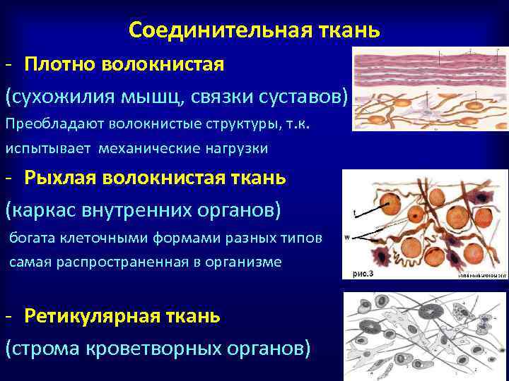 К соединительной ткани относится