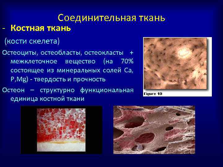 Исследование костной ткани. Костная ткань остеоциты остеобласты и остеокласты. Функции остеоцитов остеобластов и остеокластов. Остеокласты разрушают костную ткань. Остеобласты – клетки костной ткани.