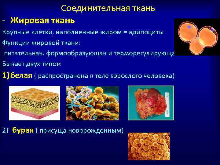 Презентация на тему жировая ткань