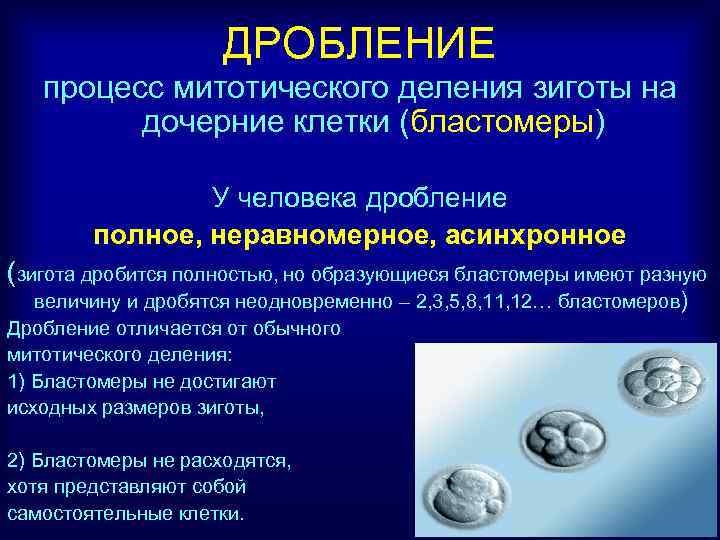 Что происходит на стадии дробления