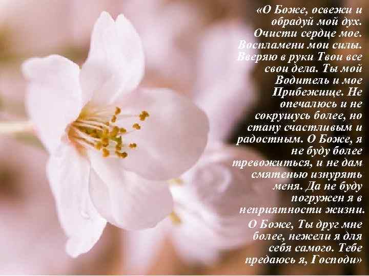  «О Боже, освежи и обрадуй мой дух. Очисти сердце мое. Воспламени мои силы.