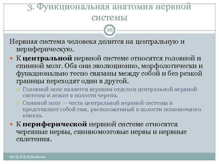 3. Функциональная анатомия нервной системы 28 Нервная система человека делится на центральную и периферическую.