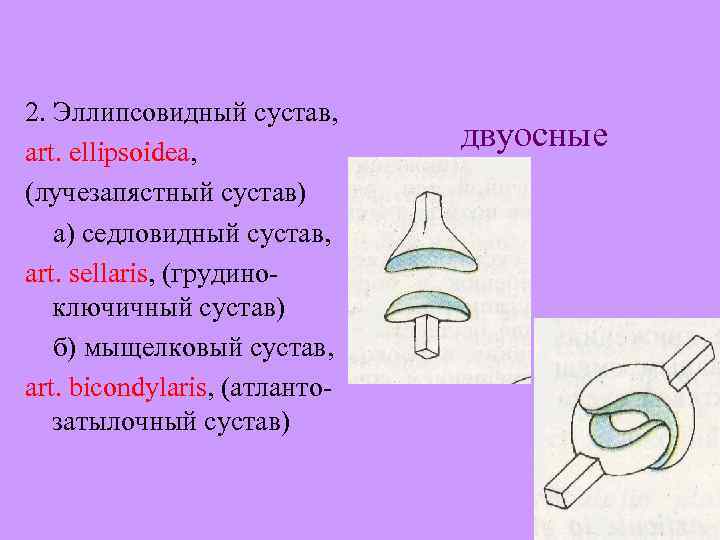 2. Эллипсовидный сустав, art. ellipsoidea, (лучезапястный сустав) а) седловидный сустав, art. sellaris, (грудиноключичный сустав)