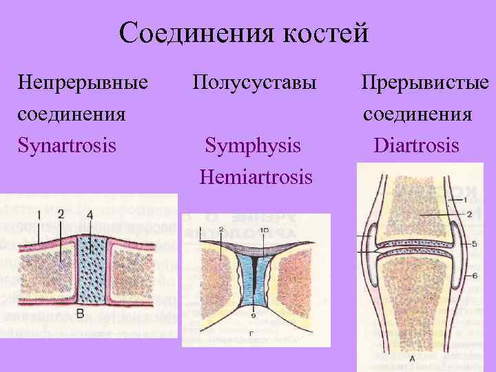 Соединения костей Непрерывные cоединения Synartrosis Полусуставы Symphysis Hemiartrosis Прерывистые cоединения Diartrosis 