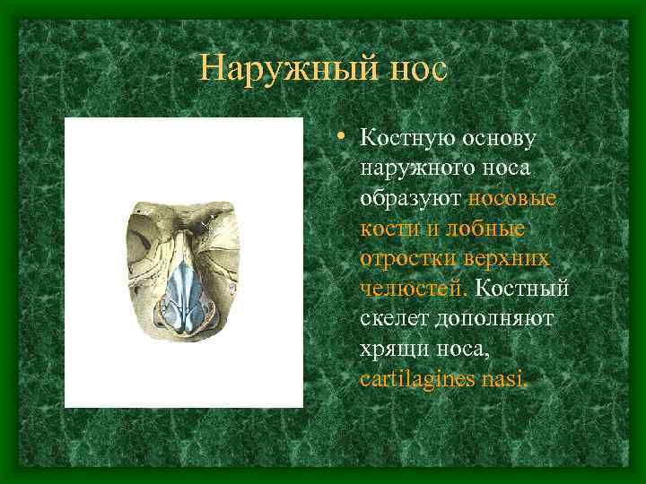Наружный нос • Костную основу наружного носа образуют носовые кости и лобные отростки верхних