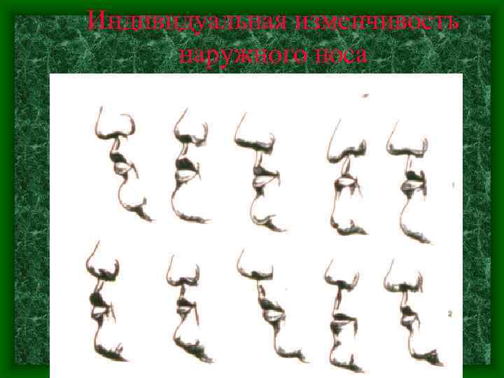 Индивидуальная изменчивость наружного носа 