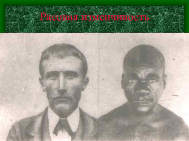 Расовая изменчивость 
