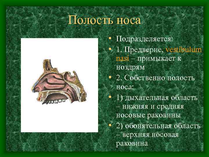 Полость носа • Подразделяется: • 1. Предверие, vestibulum nasi – примыкает к ноздрям •