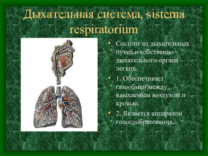 Дыхательная система, sistema respiratorium • Состоит из дыхательных путей и собственно дыхательного органа –