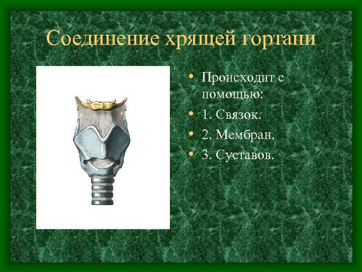 Соединение хрящей гортани • Происходит с помощью: • 1. Связок. • 2. Мембран. •