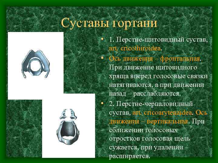 Суставы гортани • 1. Перстне-щитовидный сустав, art. cricothiroidea. • Ось движения – фронтальная. При