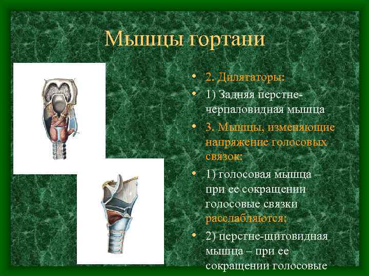 Мышцы гортани • 2. Дилятаторы: • 1) Задняя перстнечерпаловидная мышца • 3. Мышцы, изменяющие