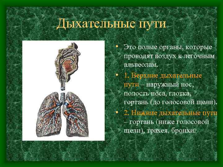 Дыхательные пути • Это полые органы, которые проводят воздух к легочным альвеолам. • 1.