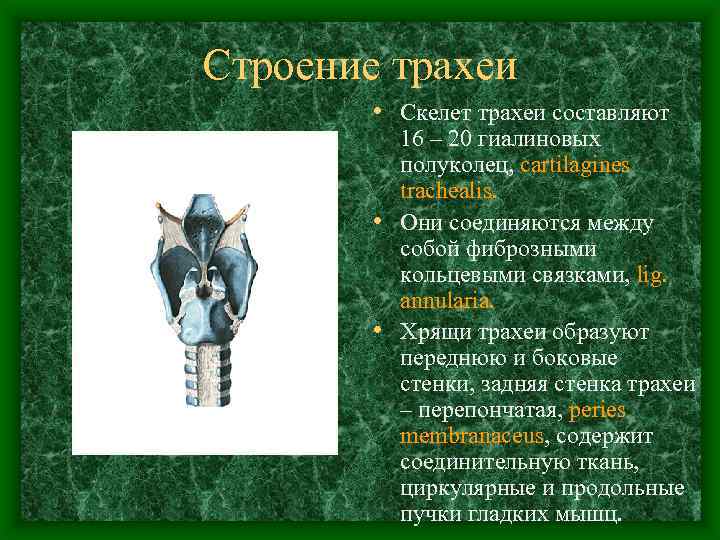 Строение трахеи • Скелет трахеи составляют 16 – 20 гиалиновых полуколец, cartilagines trachealis. •
