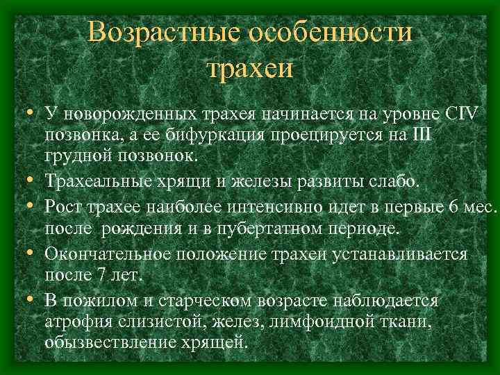 Возрастные особенности трахеи • У новорожденных трахея начинается на уровне CIV • • позвонка,